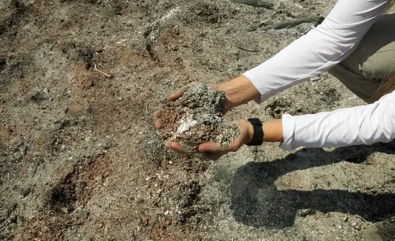 Nenhum deputado e senador de MT e MS destinou emendas ao Pantanal