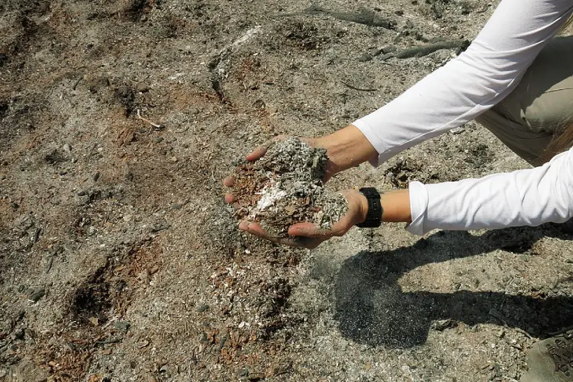 Nenhum deputado e senador de MT e MS destinou emendas ao Pantanal