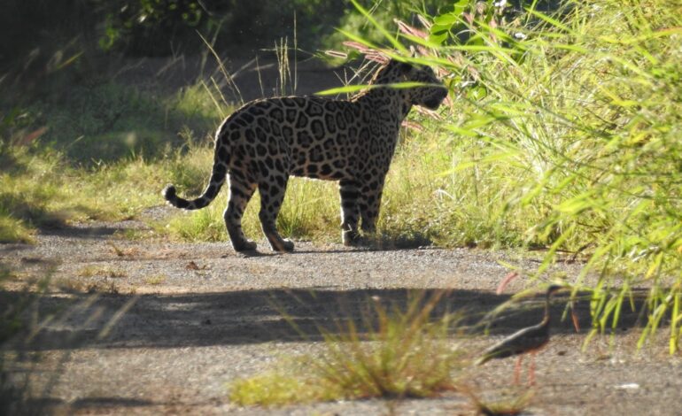 homem-flagra-onca-pintada-em-estrada-e-se-encanta-com-animal: