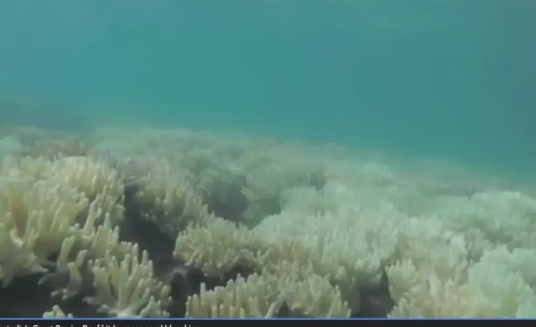 estudo-sugere-que-temperatura-na-grande-barreiras-de-corais-e-a-mais-alta-em-400-anos