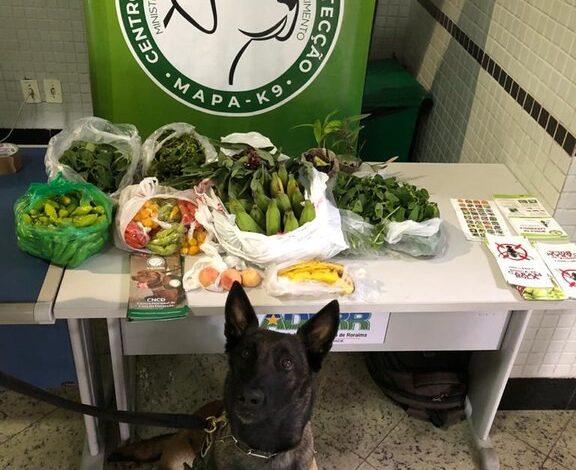 de-olho-na-bagagem:-veja-quais-alimentos-nao-podem-entrar-no-brasil-e-os-que-sao-liberados