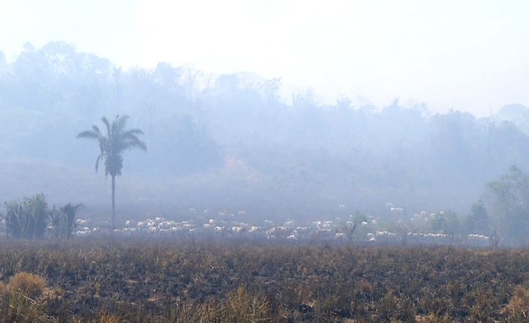 gado-fica-desnorteado-e