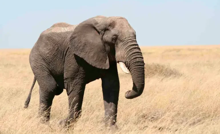 namibia-quer-abater-elefantes-e-zebras-para-alimentar-a-populacao-apos-seca-extrema