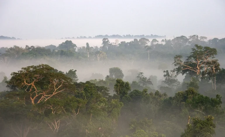 dia-da-amazonia-1:-mudancas-climaticas-levam-bioma-ao-limite