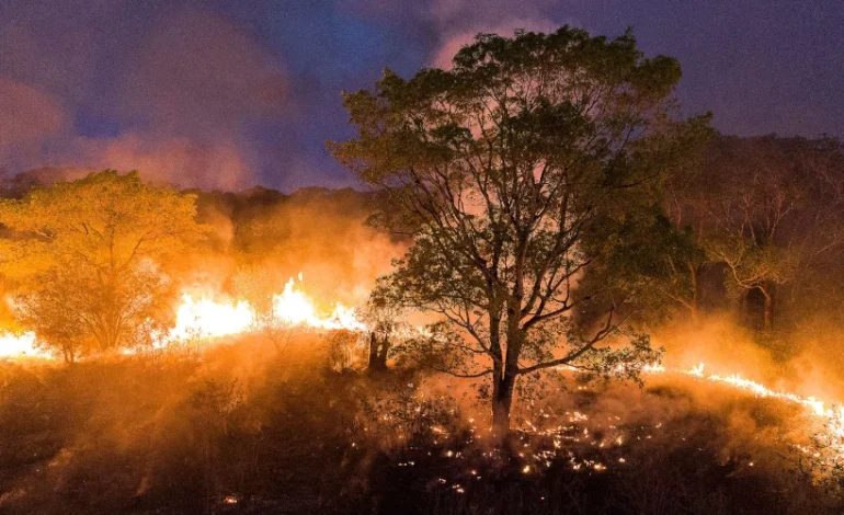 dia-do-cerrado:-bioma-rivaliza-com-amazonia-em-numero-de-incendios  