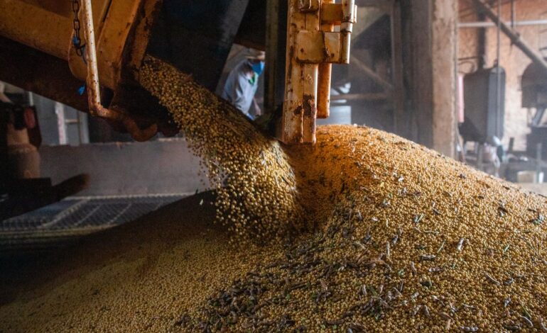 Após seis anos em alta, valor da produção agrícola cai 2,3% em 2023