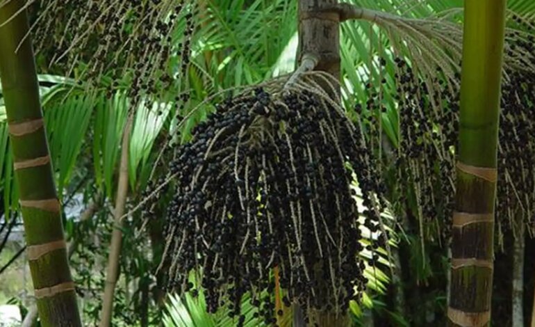 Valor da produção primária florestal aumenta 11,2% em 2023
