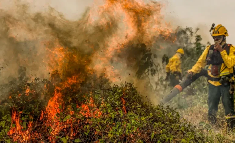 brasil-em-chamas:-sao-paulo-e-mato-grosso-lideram-prejuizo-no-agronegocio-por-incendios