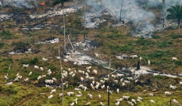 mais-de-90%-do-desmatamento-na-amazonia-sao-para-abrir-pastagens