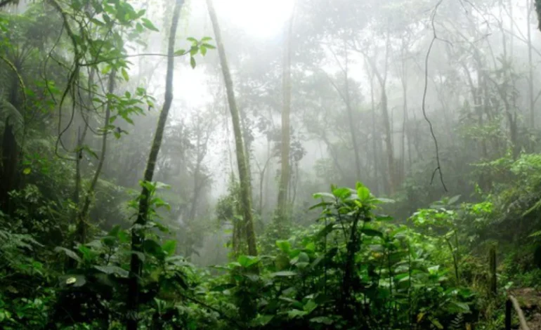 colombia-inclui-recursos-para-a-natureza-em-plano-de-transicao-energetica