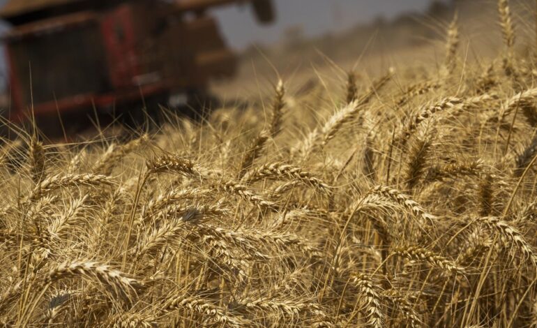 producao-de-graos-tera-crescimento-recorde-de-8,3%,-preve-conab