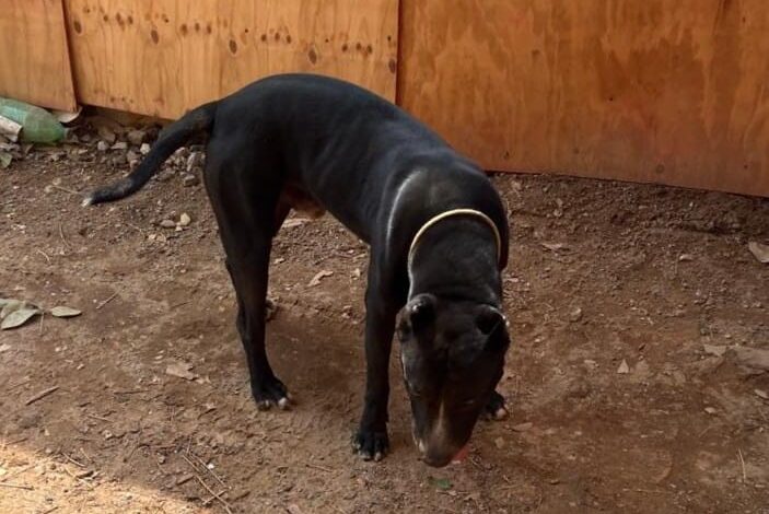 idoso-e-atacado-por-pitbull-de-vizinho-ao-sair-de-casa-e-fica-gravemente-ferido