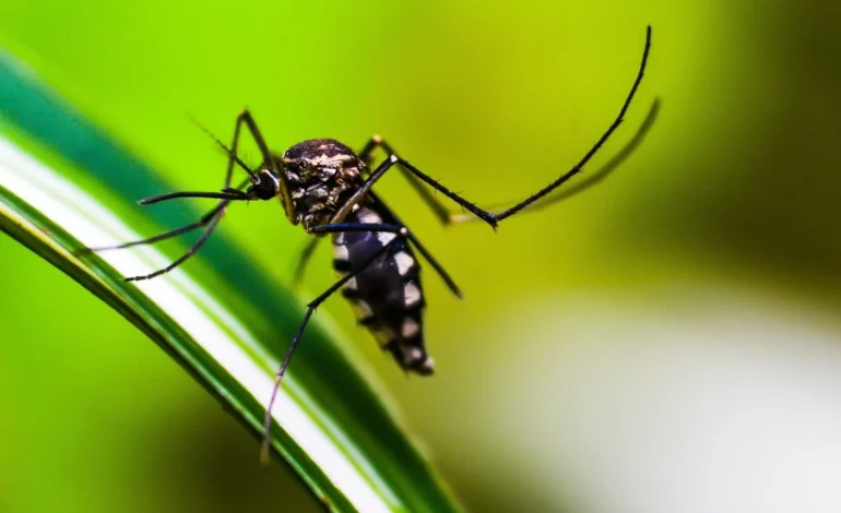 mudancas-climaticas-impulsionam-aumento-alarmante-da-dengue-nas-americas