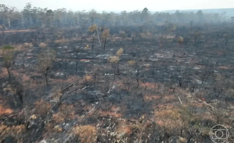 mapbiomas:-area-queimada-no-brasil-cresceu-90%-em-2024