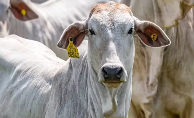 governo-lanca-plano-de-rastreabilidade-bovina,-mas-sem-vies-ambiental