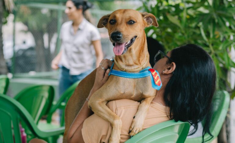 castracao-gratuita-de-caes-e-gatos-em-palmas-abre-agendamento-no-dia-27-de-janeiro