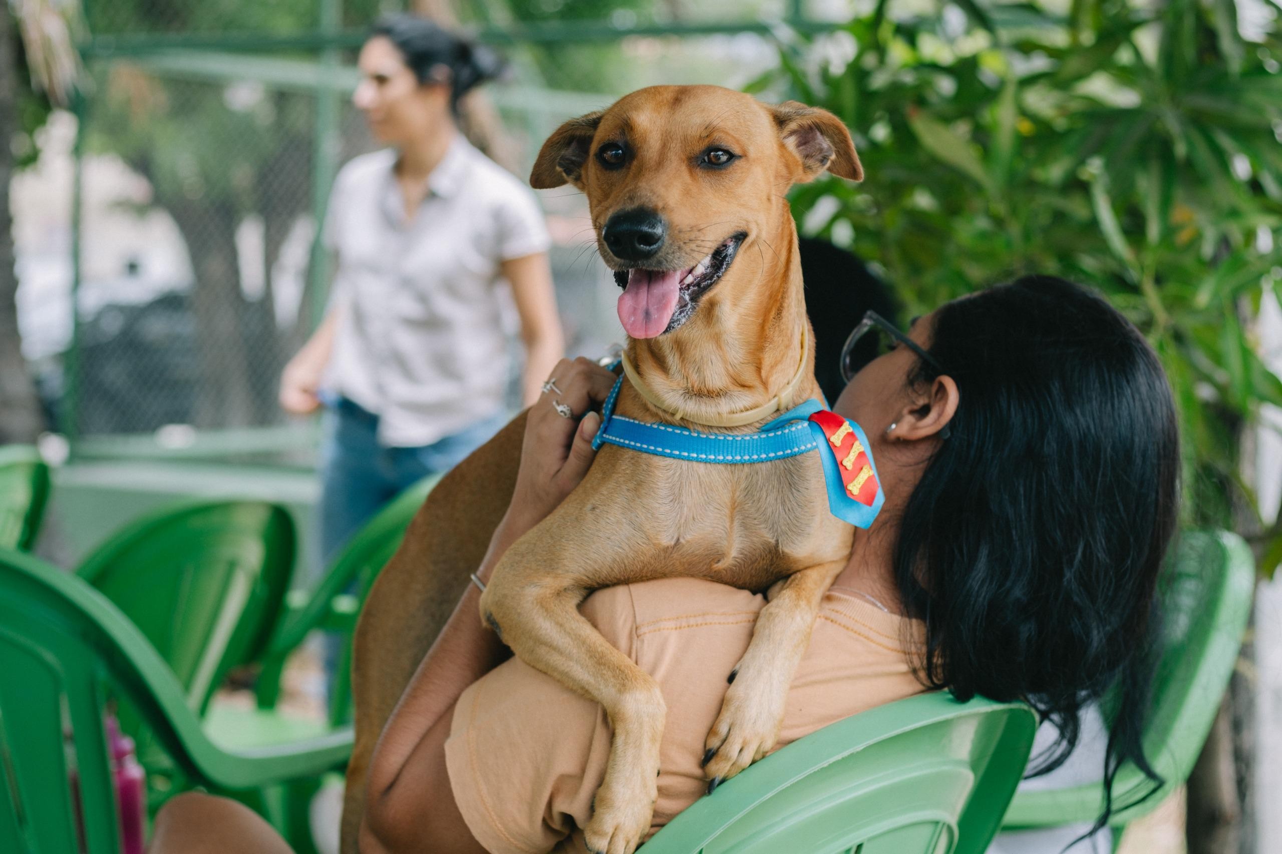 Castração gratuita de cães e gatos em Palmas abre agendamento no dia 27 de janeiro