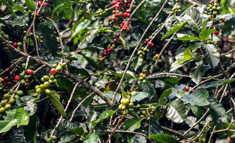conab-estima-queda-na-producao-de-cafe-com-51,8-milhoes-de-sacas