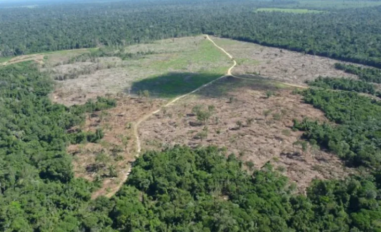 Governo deve esclarecer pontos de plano de proteção da Amazônia ao STF
