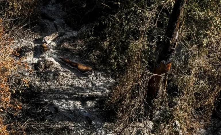 agu-cobra-r$-725-milhoes-de-tres-fazendeiros-por-devastacao-no-pantanal