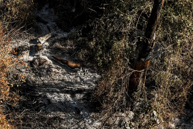 AGU cobra R$ 725 milhões de três fazendeiros por devastação no Pantanal