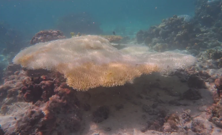 Grande Barreira de Corais sofreu branqueamento “catastrófico” em 2024