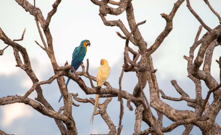 terceira-aparicao-de-arara-caninde-de-cor-diferente-instiga-pesquisadores-no-tocantins