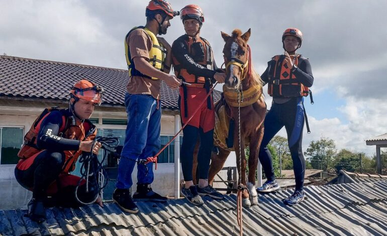 Câmara aprova projeto para proteção de animais afetados por desastres