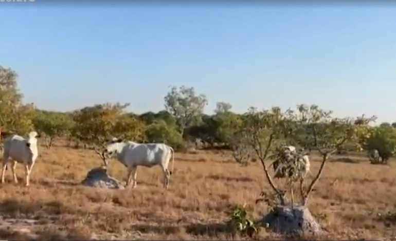 indigenas-devem-retirar-gado-arrendado-da-ilha-do-bananal: