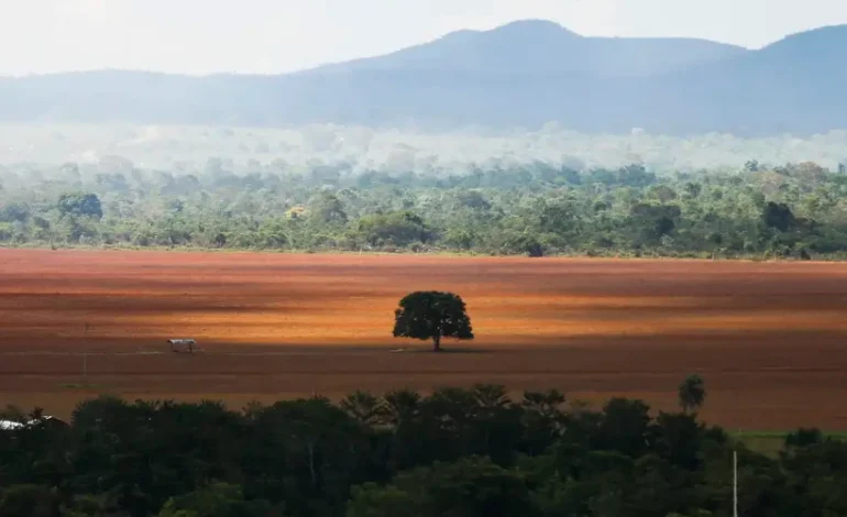 desmatamento-cai-33%-no-cerrado-em-2024,-indica-ipam