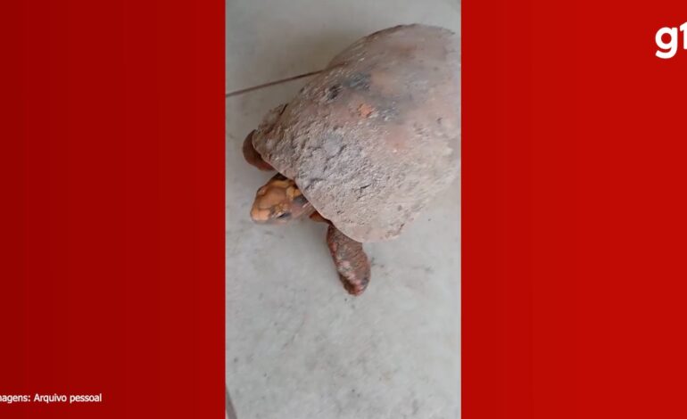 biologo-explica-como-e-possivel-jabuti-sobreviver-por-anos-preso-embaixo-de-piso-de-casa: