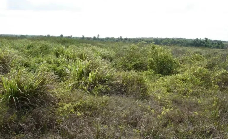cerrado-pode-agregar-us$-100-bilhoes-ao-pib-com-agricultura-regenerativa-–-climainfo