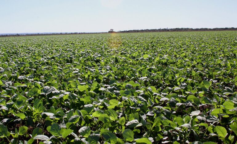 funcionario-e-suspeito-de-desviar-65-toneladas-de-soja-de-fazenda-e-vender-carga-por-r$-100-mil