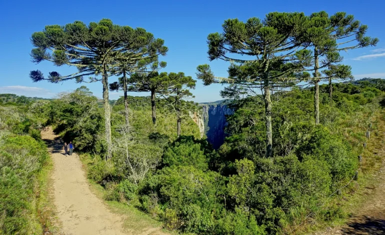 crise-climatica-deve-afetar-mais-de-90%-da-biodiversidade-do-brasil-–-climainfo