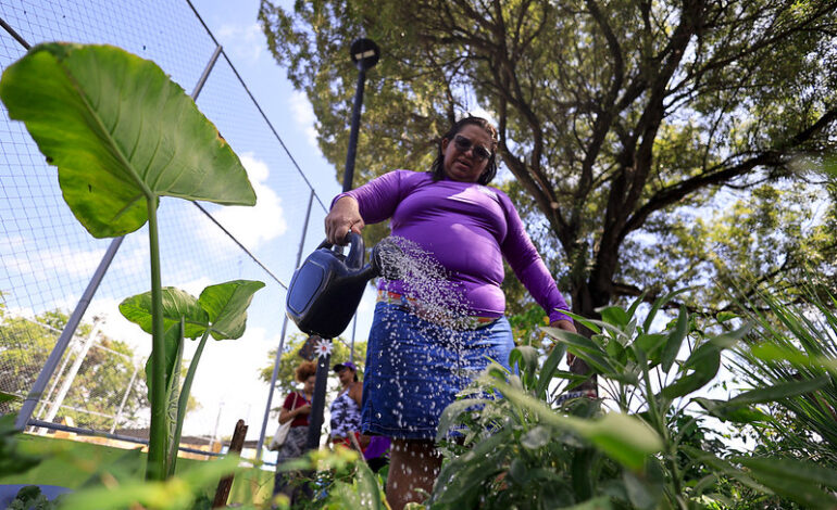 o-curso-de-agricultura-urbana-que-esta-mudando-a-vida-de-mulheres-recifenses-–-climainfo