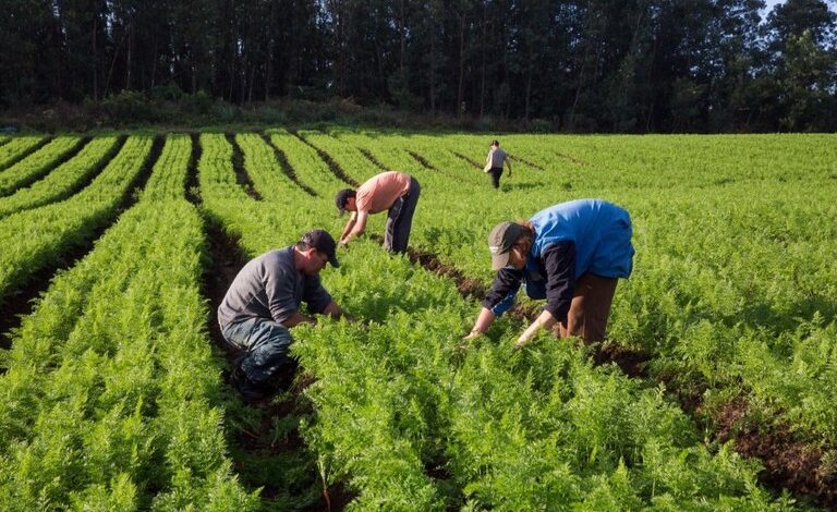 governo-federal-vai-investir-r$-24-milhoes-em-nucleos-de-agroecologia-ate-2027-–-climainfo