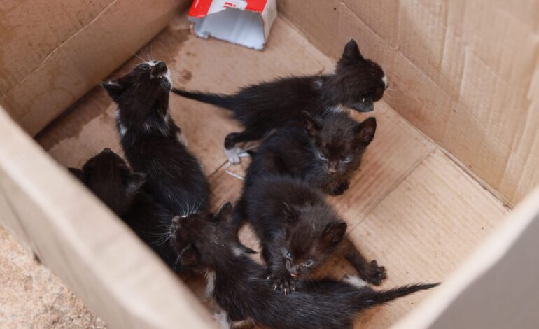 filhotes-de-gato-abandonados-em-lote-baldio-sao-resgatados-pela-guarda-metropolitana-em-palmas