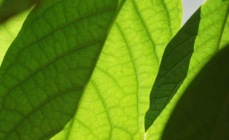 fundo-e-proposto-para-evitar-exploracao-de-petroleo-na-foz-do-amazonas-–-climainfo