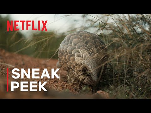 pangolin:-jorna-de-kula-|-espreita-furtiva-|-netflix