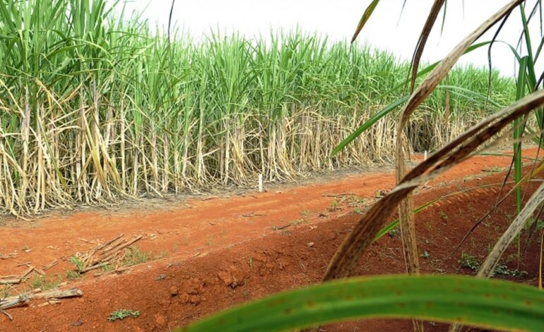 brasil-tera-segunda-maior-safra-de-cana,-segundo-estimativa-da-conab