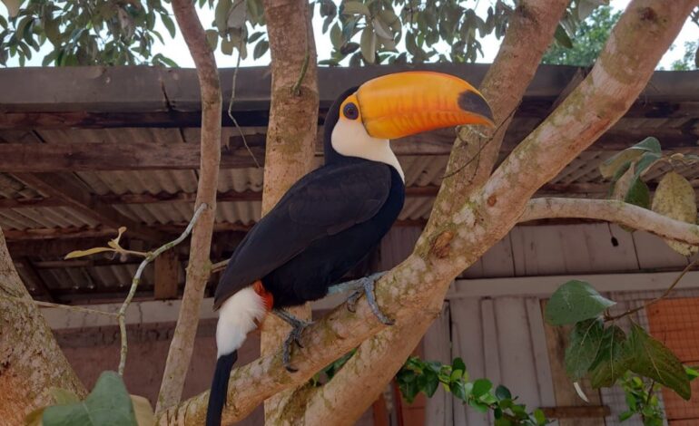 tucano-tuco-visita-escola-e-vira-mascote