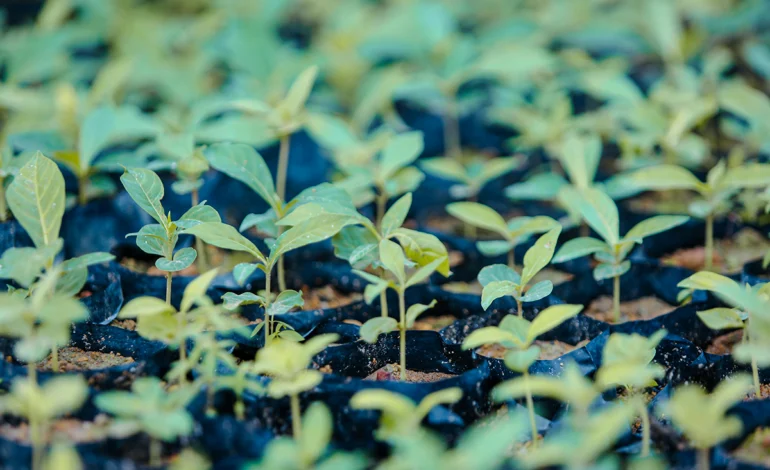mapeamento-revela-as-melhores-areas-para-restauracao-florestal-no-planeta-–-climainfo