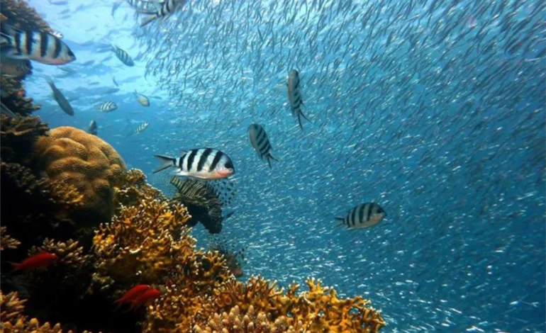 “cop-dos-oceanos”-termina-com-resultados-timidos-na-franca-–-climainfo