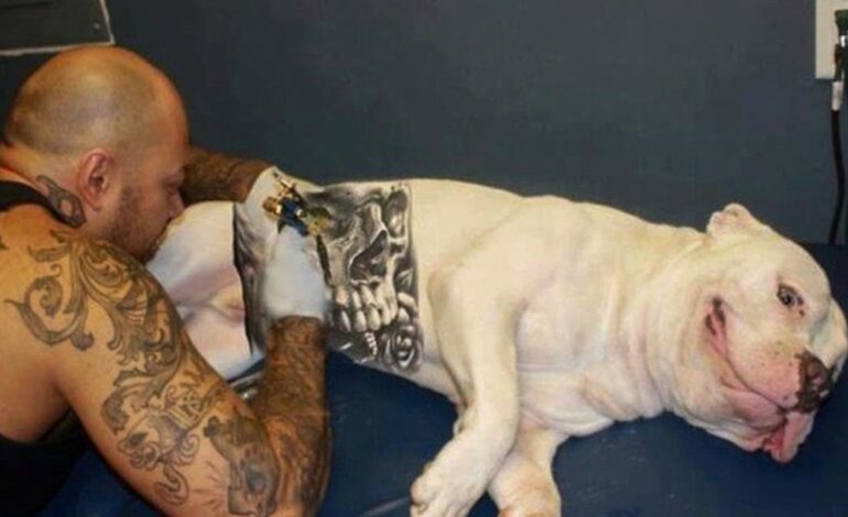 governo-sanciona-lei-que-proibe-tatuagens e-piercings em-caes e-gatos