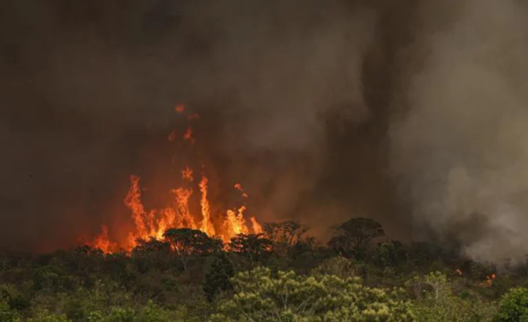 Governo federal quer tipificar crime de ecocídio – ClimaInfo