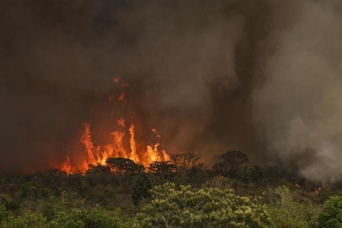 Governo federal quer tipificar crime de ecocídio – ClimaInfo