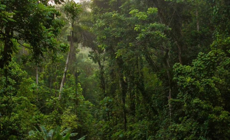 rumo-a-cop30:-fundo-de-florestas-ja-conta-com-recursos-de-tres-paises-–-climainfo