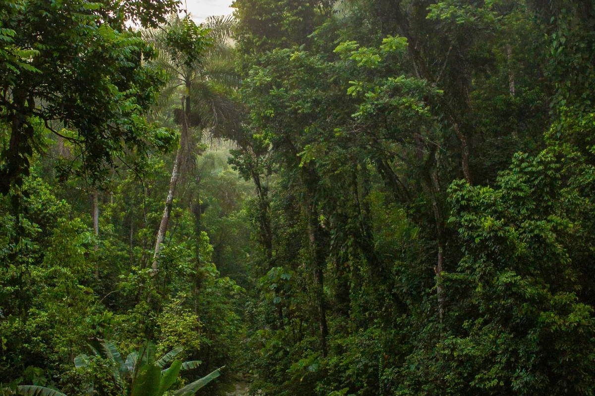 Rumo à COP30: fundo de florestas já conta com recursos de três países – ClimaInfo
