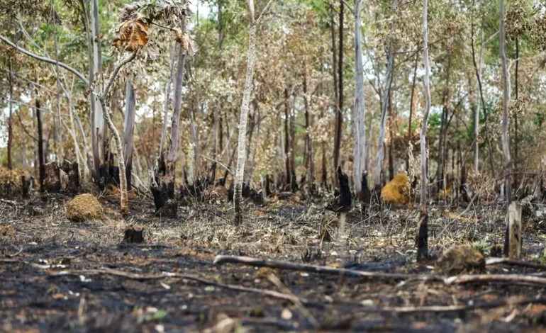 conselho-exclui-brecha-que-permitia-a-desmatadores-acessarem-credito-rural-–-climainfo
