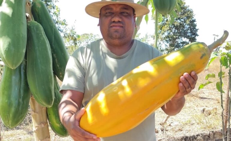 mamao-gigante:-produtor-colhe-fruto-de-quase-sete-quilos-no-tocantins